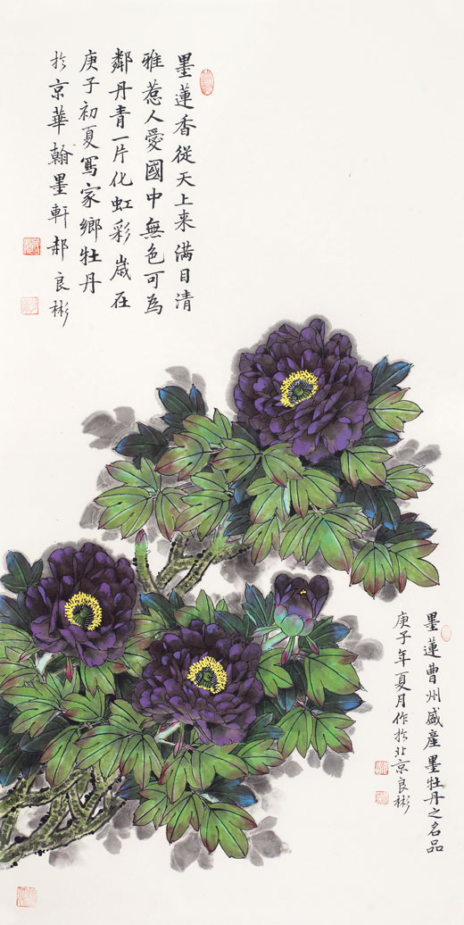 墨莲香从天上来（墨紫牡丹）